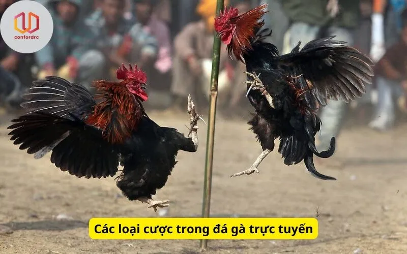 Các loại cược trong đá gà trực tuyến