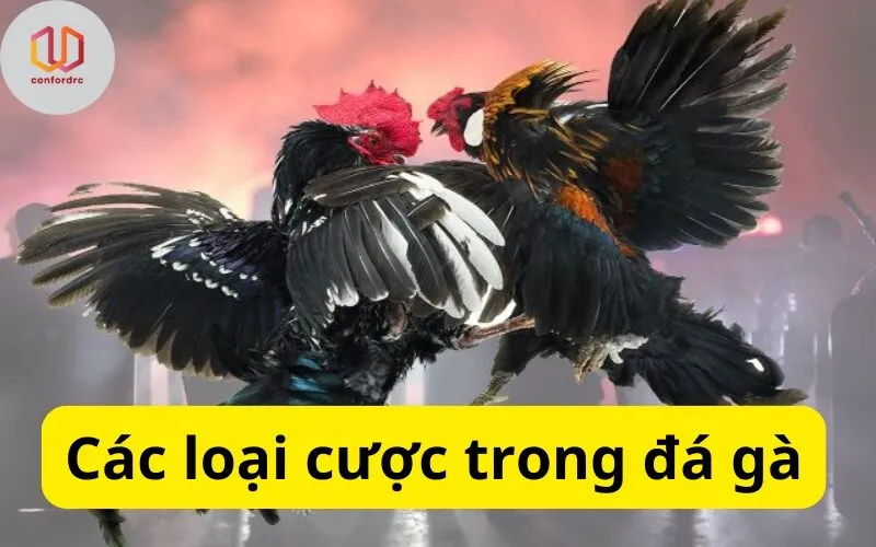 Các loại cược trong đá gà