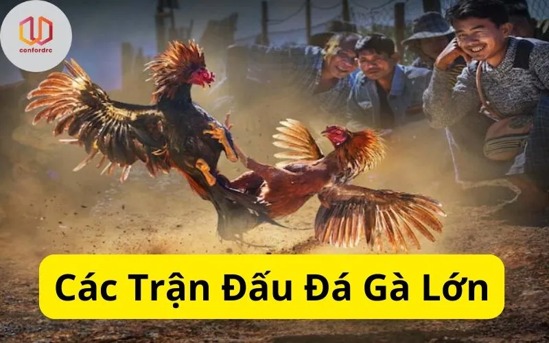 Các Trận Đấu Đá Gà Lớn