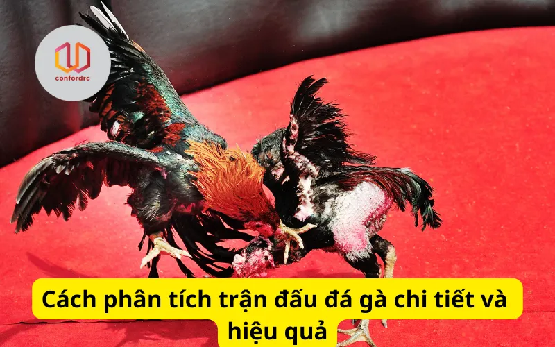 Cách phân tích trận đấu đá gà chi tiết và hiệu quả