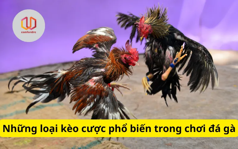 Những loại kèo cược phổ biến trong chơi đá gà