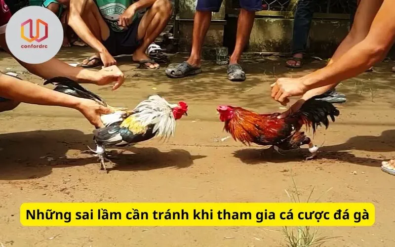 Những sai lầm cần tránh khi tham gia cá cược đá gà