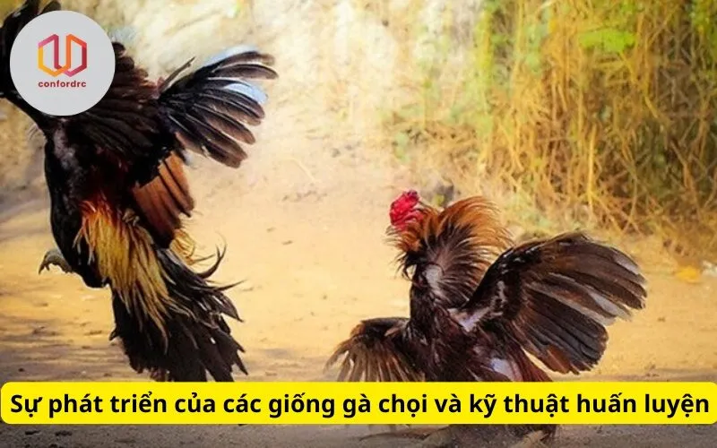 Sự phát triển của các giống gà chọi và kỹ thuật huấn luyện