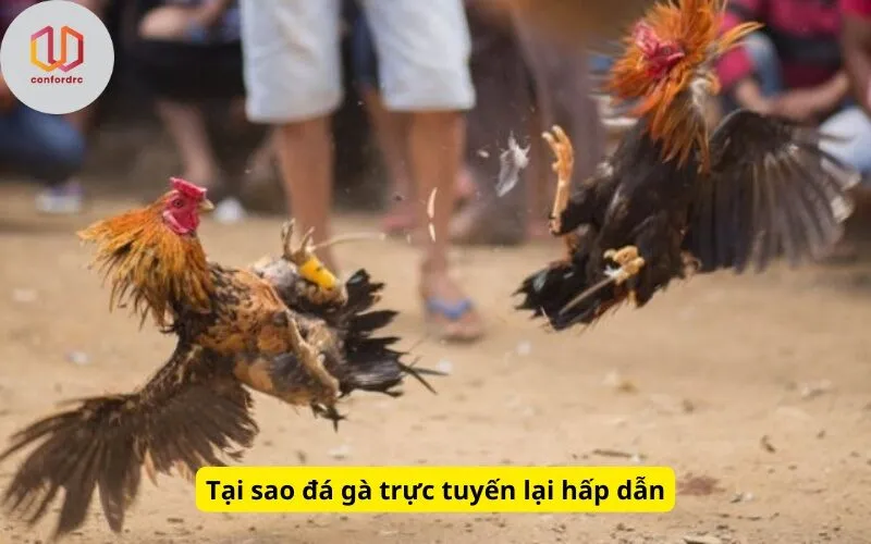 Tại sao đá gà trực tuyến lại hấp dẫn