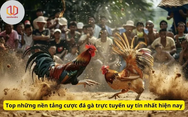 Top những nền tảng cược đá gà trực tuyến uy tín nhất hiện nay