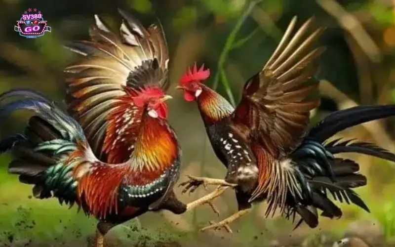 Khám phá thế giới đá gà trực tuyến tại SV388