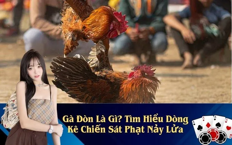 Gà Đòn Là Gì? Tìm Hiểu Dòng Kê Chiến Sát Phạt Nảy Lửa